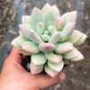 Echeveria 'Monroe Queen'