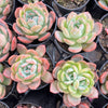 Echeveria 'Star Mark' | Korea Form
