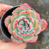 Echeveria 'Star Mark' | Korea Form