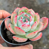 Echeveria 'Star Mark' | Korea Form