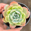 Echeveria 'Star Mark' | Korea Form