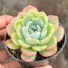 Echeveria 'Star Mark' | Korea Form