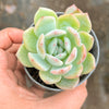 Echeveria 'Star Mark' | Korea Form