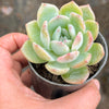 Echeveria 'Star Mark' | Korea Form