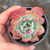 Echeveria 'Star Mark' | Korea Form