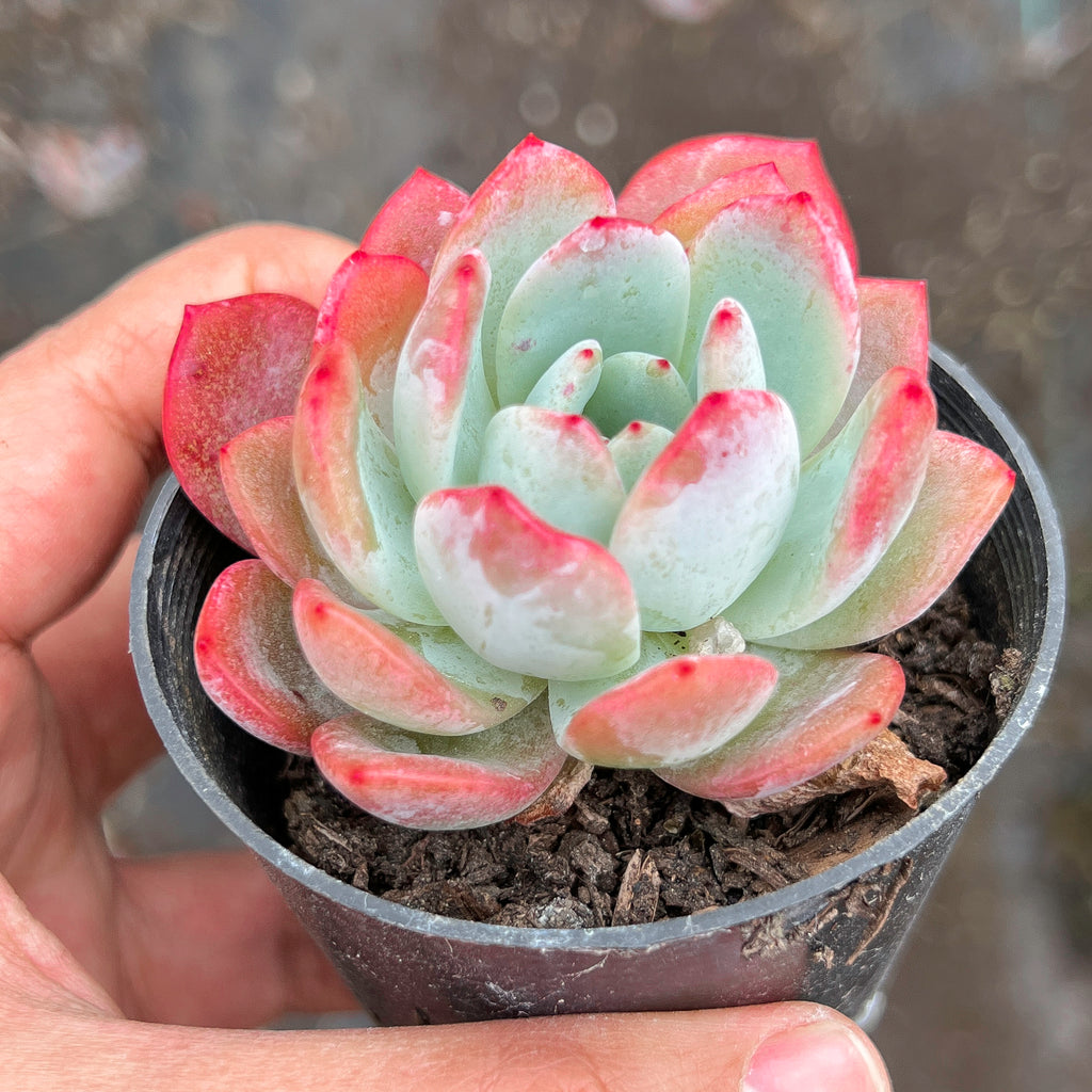 Echeveria 'Star Mark' | Korea Form