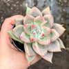 Echeveria 'Mal Gan Red- KRF