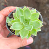 Echeveria 'Dream Queen' - KRF