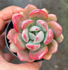 Echeveria 'Mulan' | Korea Form
