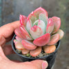 Echeveria 'Mulan' | Korea Form
