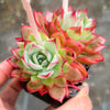 Echeveria 'Party Queen' - Korea Form