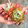 Echeveria 'Party Queen' - Korea Form