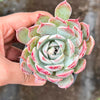 Echeveria 'Hyalina Surprise'