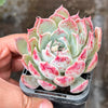 Echeveria 'Hyalina Surprise'