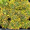 Echeveria Fantasia Carol