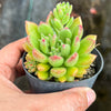 Echeveria Fantasia Carol