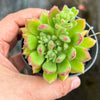 Echeveria Fantasia Carol