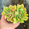 Echeveria Fantasia Carol