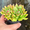Echeveria Fantasia Carol