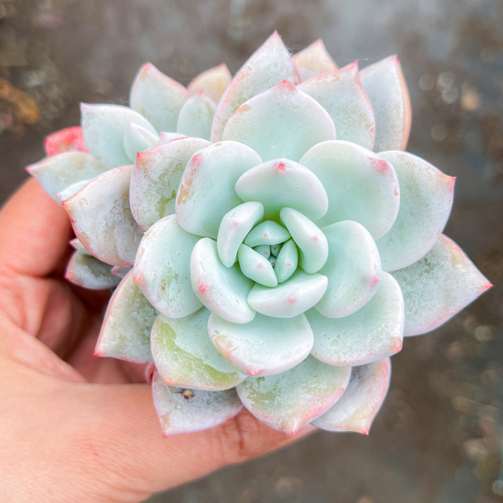 Echeveria Trumso (Candy Heart) - Korea Form