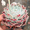 Echeveria 'Love Goddess'