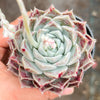 Echeveria 'Love Goddess'