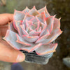 Echeveria 'Lucila'