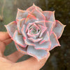 Echeveria 'Lucila'