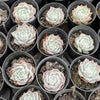 Echeveria 'Love Goddess'