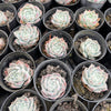 Echeveria 'Love Goddess'