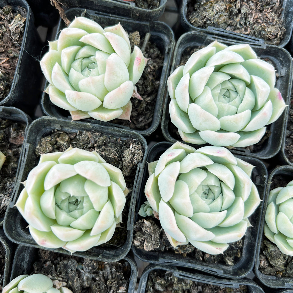 Echeveria 'White Queen'
