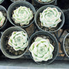 Echeveria 'White Queen'