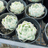 Echeveria 'White Queen'