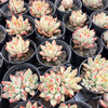 Echeveria Yeonji - Korea Form
