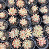 Echeveria Yeonji - Korea Form