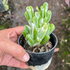Crassula ovata ‘Gollum’ variegated