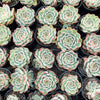 Echeveria 'Crystal Fairy' - Korea Form