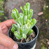 Crassula ovata ‘Gollum’ variegated