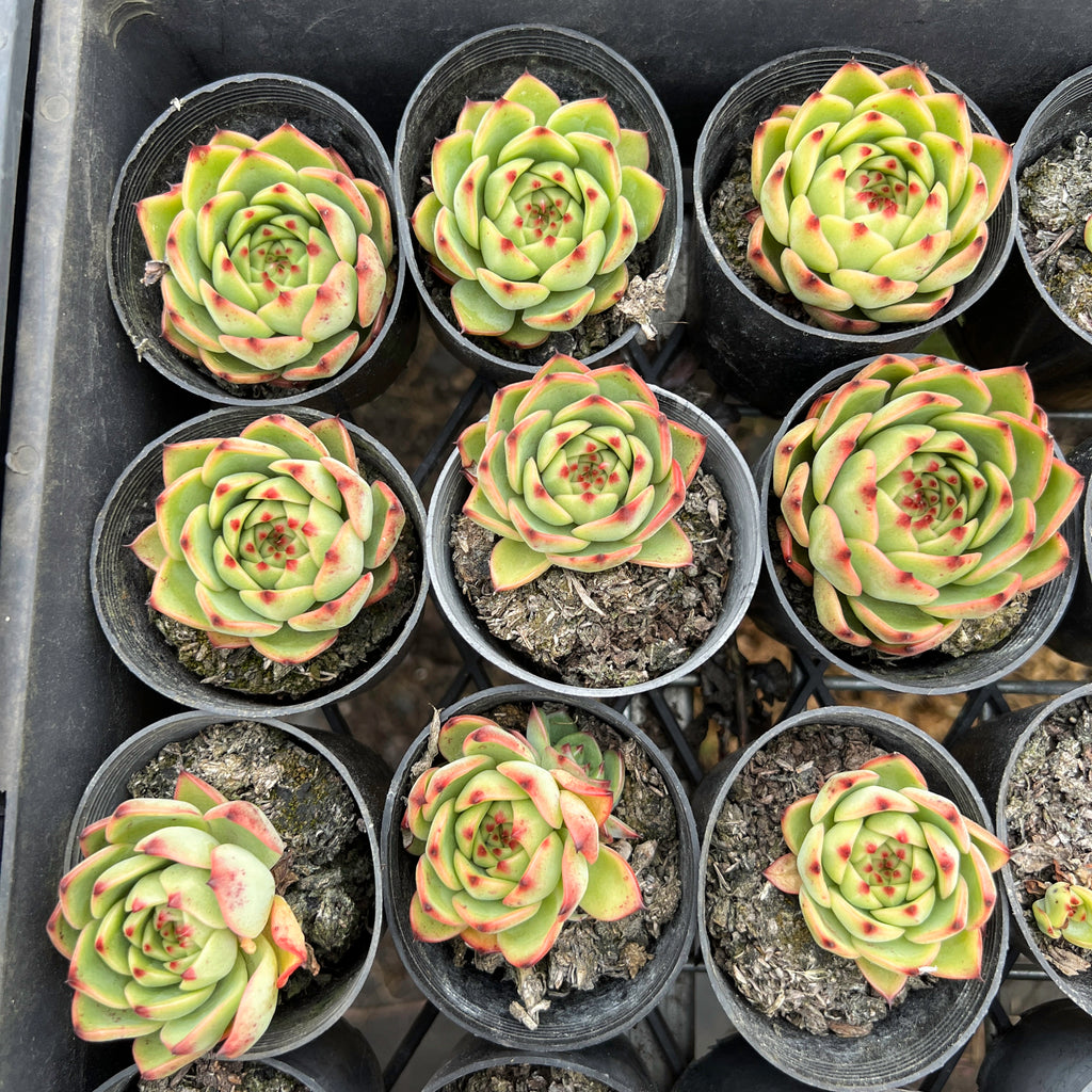 Echeveria 'Moon Stone' - Korea Form
