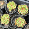 Echeveria 'Moon Stone' - Korea Form