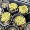 Echeveria 'Moon Stone' - Korea Form