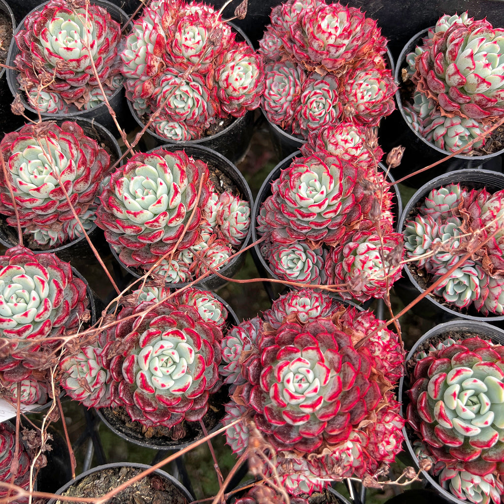 Echeveria Luna Rossa