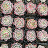 Echeveria Red Wine Queen - Korea Form