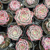 Echeveria Red Wine Queen - Korea Form