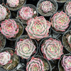 Echeveria Red Wine Queen - Korea Form