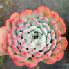 Echeveria 'Princess Alice'