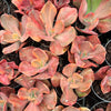 Echeveria 'Red Phoenix' Variegated