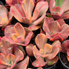 Echeveria 'Red Phoenix' Variegated