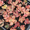 Echeveria 'Red Phoenix' Variegated