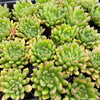 Echeveria Fantasia Carol